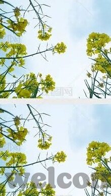 成人性爱视频在线观看-成人性爱视频，理性审视与安全探索